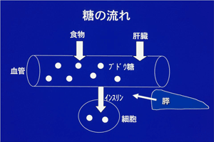 図：糖の流れ